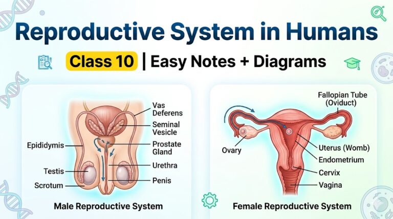 Reproductive System in Humans Bio Class 10: Amazing Easy Notes with Diagrams (Complete Guide)
